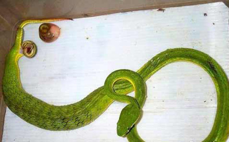 Хотите посмотреть как вылупляются змееныши? (3 фото)