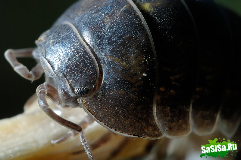 Удивительные фотографии насекомых (18 фото)