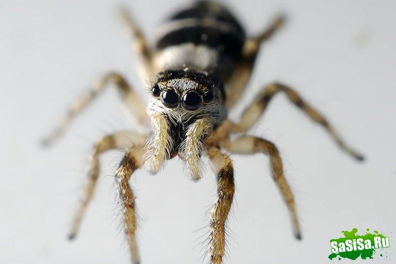 Удивительные фотографии насекомых (18 фото)