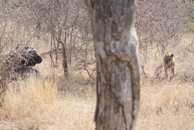Львенок хочет съесть огромного буйвола (10 фото)