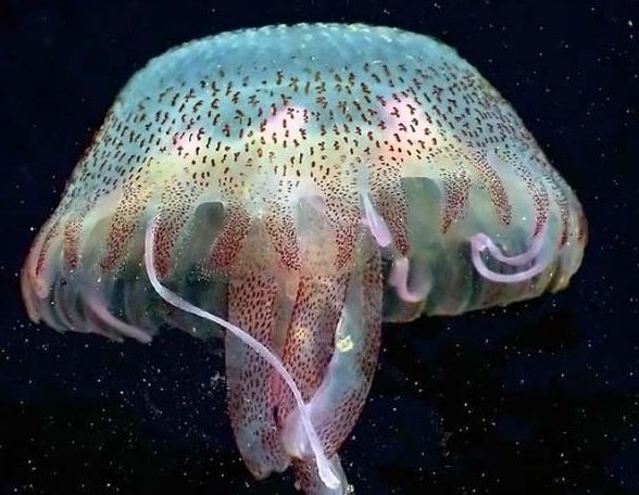 Огромные медузы (13 фото)