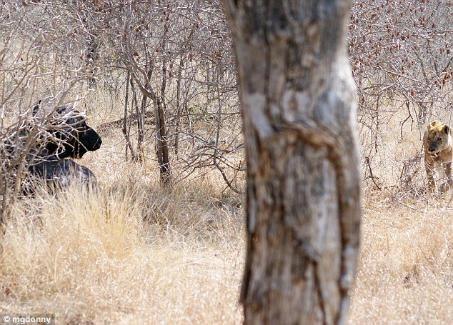 Охота : львица против буйвола (7 фото)