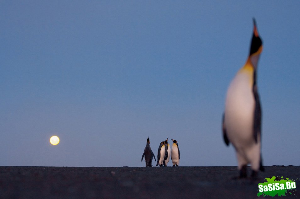 Королевские пингвины - удивительные птицы! (5 фото)