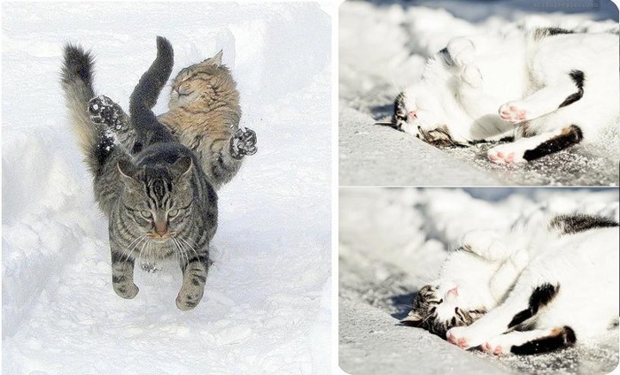 Снежные коты (18 фото)