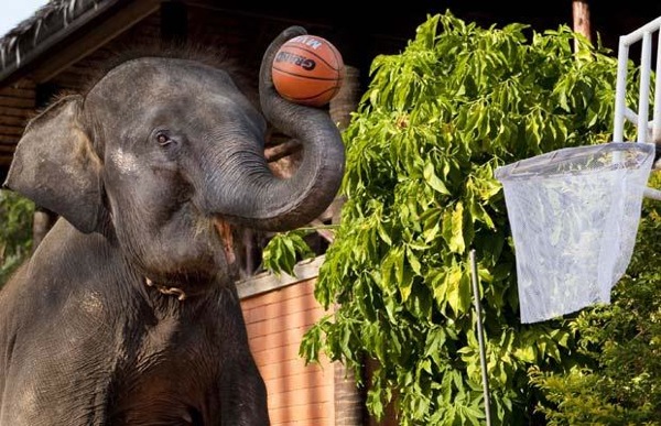 Тайские слоны, играющие в баскетбол (8 фото)