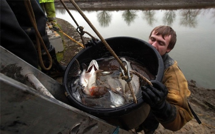 Вылов рыбы из канала в городе Девизес, Англия (13 фото)