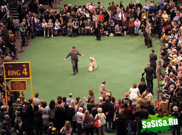   Westminster Kennel Club Dog Show 2010 (28 )