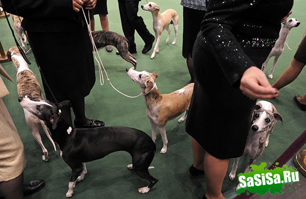   Westminster Kennel Club Dog Show 2010 (28 )