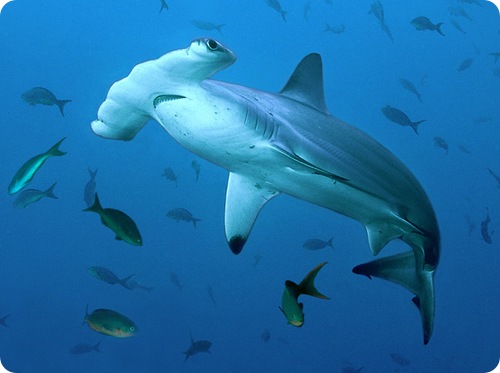 Рыба-молот - самый свирепый и беспощадный хищник морских глубин (8 фото)