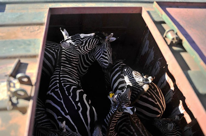 Перевозка зебр (7 фото)