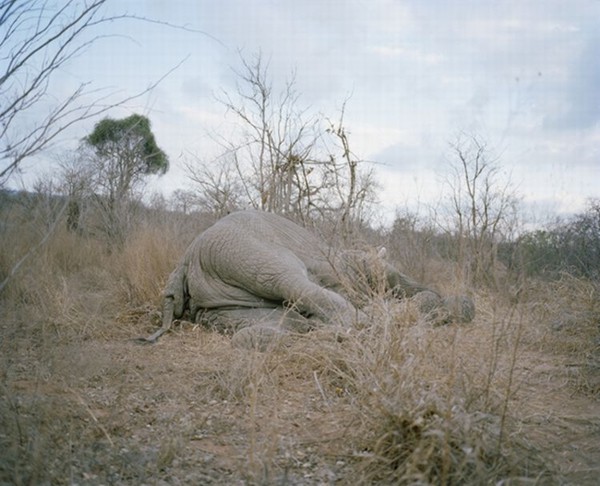 Что же ожидает это бедное животное в Зимбабве.. Смотрим. (8 фото)