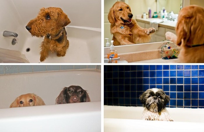 Собачий банный день (12 фото)