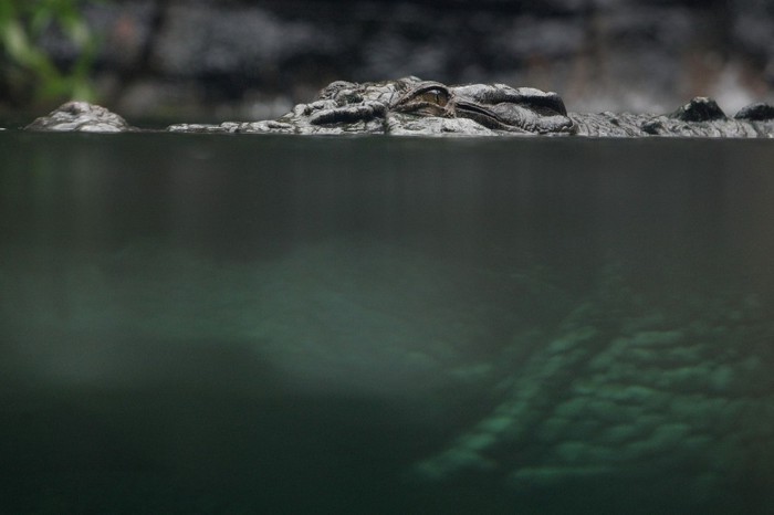 Прием пищи сорокалетним крокодилом Рексом... (5 фото)