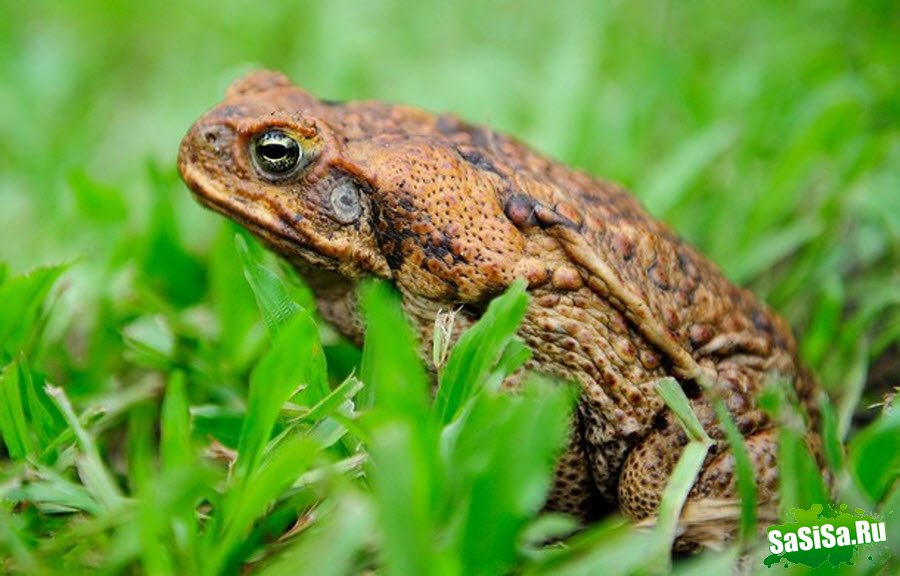 День отлова жаб в Австралии (15 фото)
