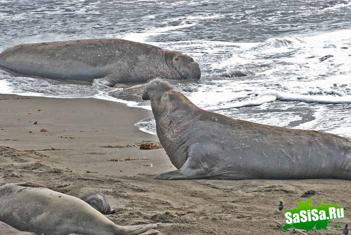 Морские слоны - прелесное зрелище (15 фото)