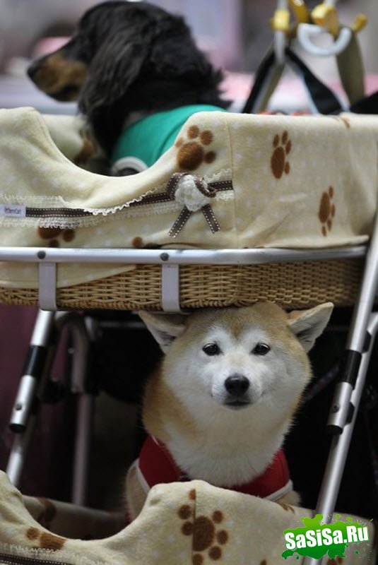 Выставка собак в Токио (12 фото)