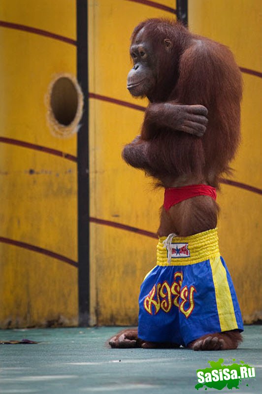 Орангутанги-боксеры (14 фото)
