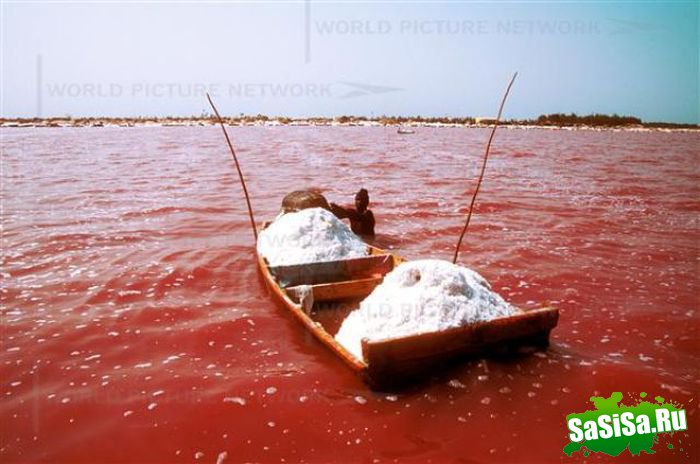 Розовое озеро в Сенегале (19 фото)
