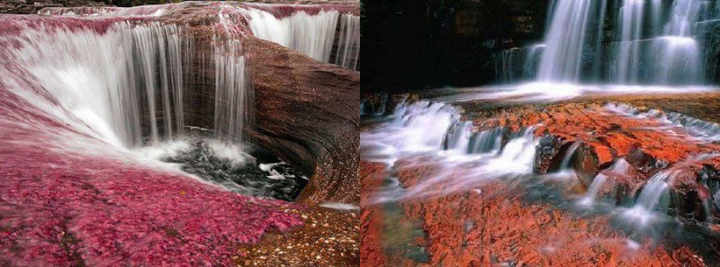 Каньон Кристалес – самая красивая река на Земле (27 фото)