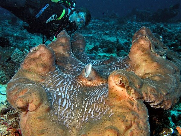 Огромный моллюск (15 фото)
