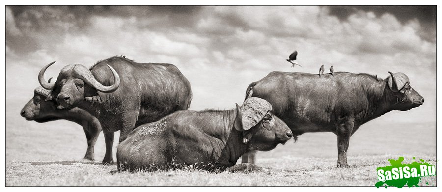     Nick Brandt (30 )