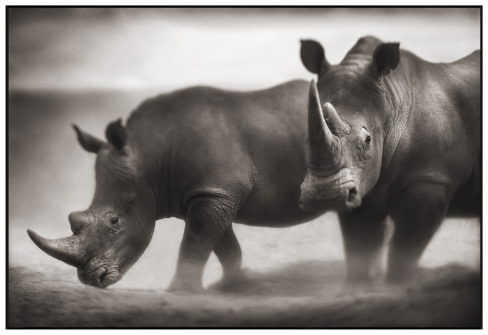 Фотографии диких животных от Nick Brandt (30 фото)