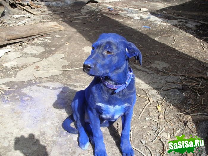 Голубой щенок в реале (6 фото)