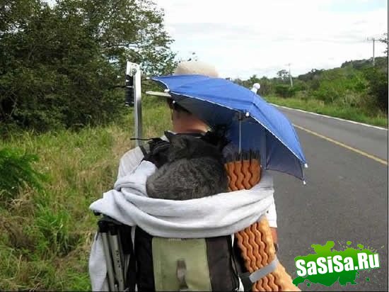 Верный котейка-путешественник (9 фото)