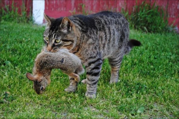 Кот охотник на кроликов:) (2 фото)