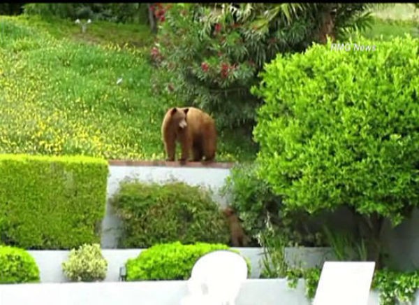 Медведи зашли в гости (10 фото)