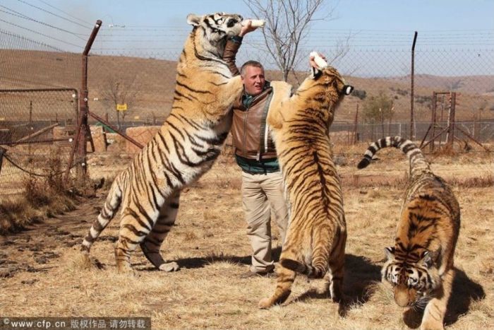 Человек и его тигры (3 фото)