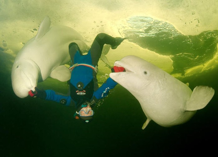 Подводные прогулки с белухами (14 фото)