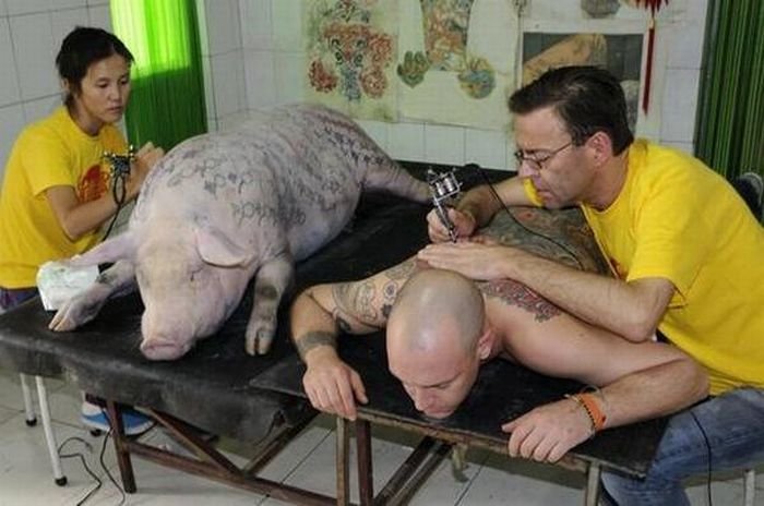 Татуировки на свиньях (20 фото)
