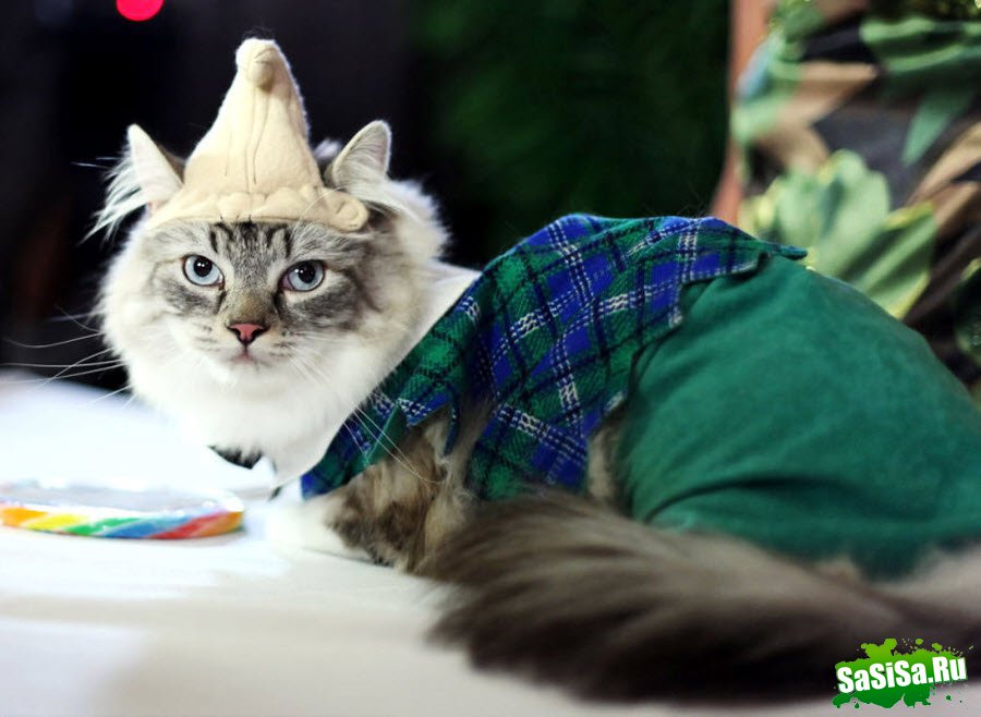   Algonquin Cat Fashion Show 2010 (9 )