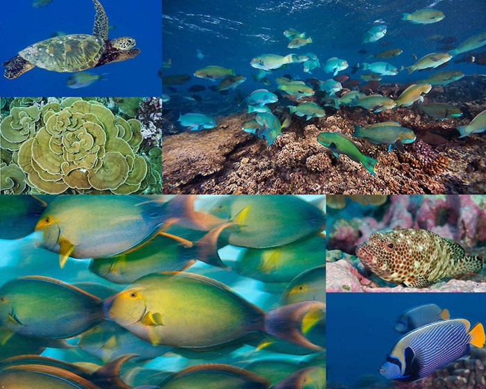 Рифы архипелага Феникс (14 фото)