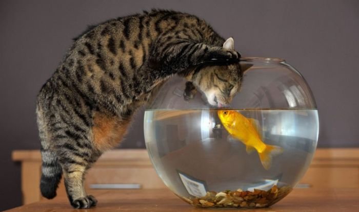 Кошка и золотая рыбка (3 фото)