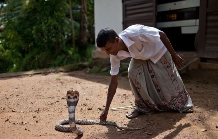Укротитель змей из Шри-Ланки (22 фото)