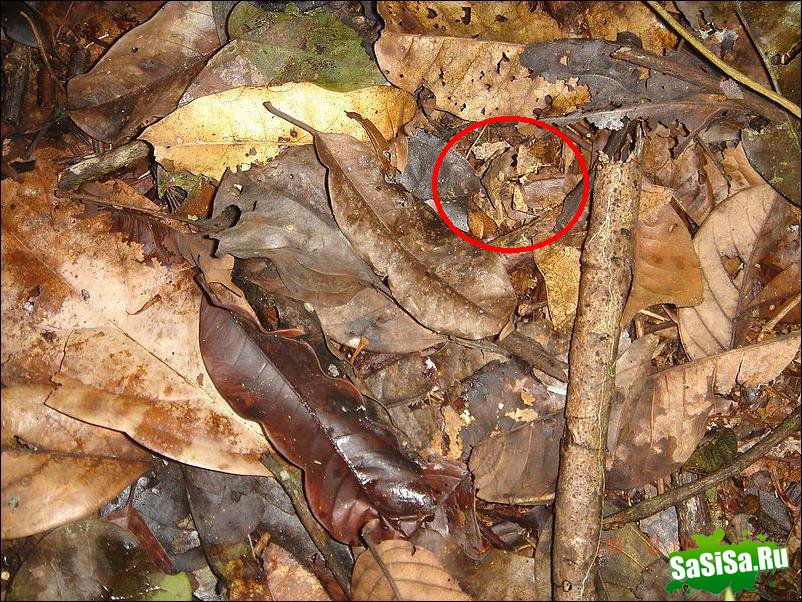 Найдите лягушку! (3 фото)