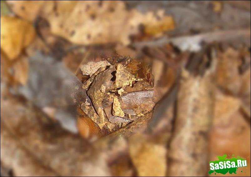Найдите лягушку! (3 фото)