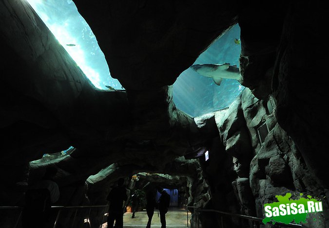 В Гонконге открылся крупнейший аквариум! (6 фото)