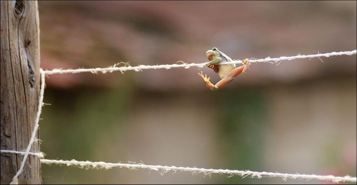 Лягушка-гимнаст (5 фото)
