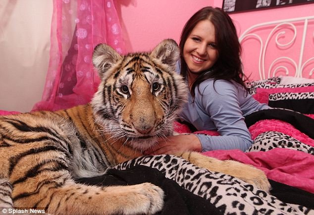 В постели с тигром (2 фото)