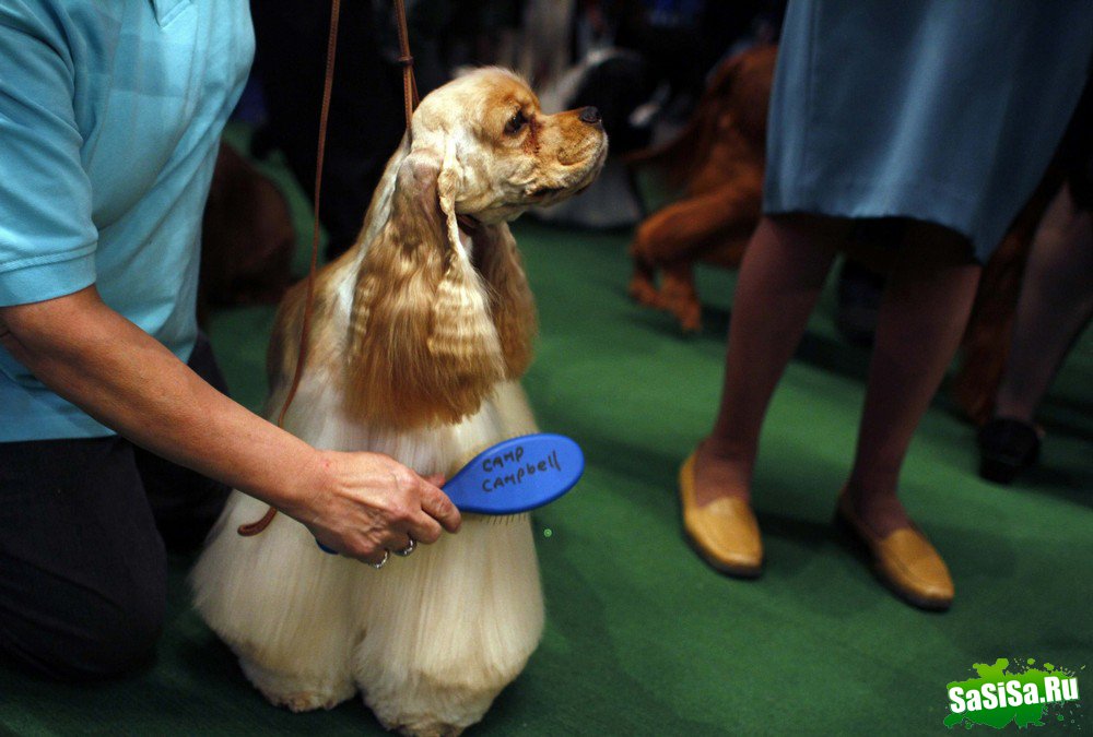 - - Westminster Kennel Club Dog Show (15 )