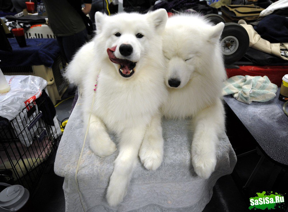 - - Westminster Kennel Club Dog Show (15 )