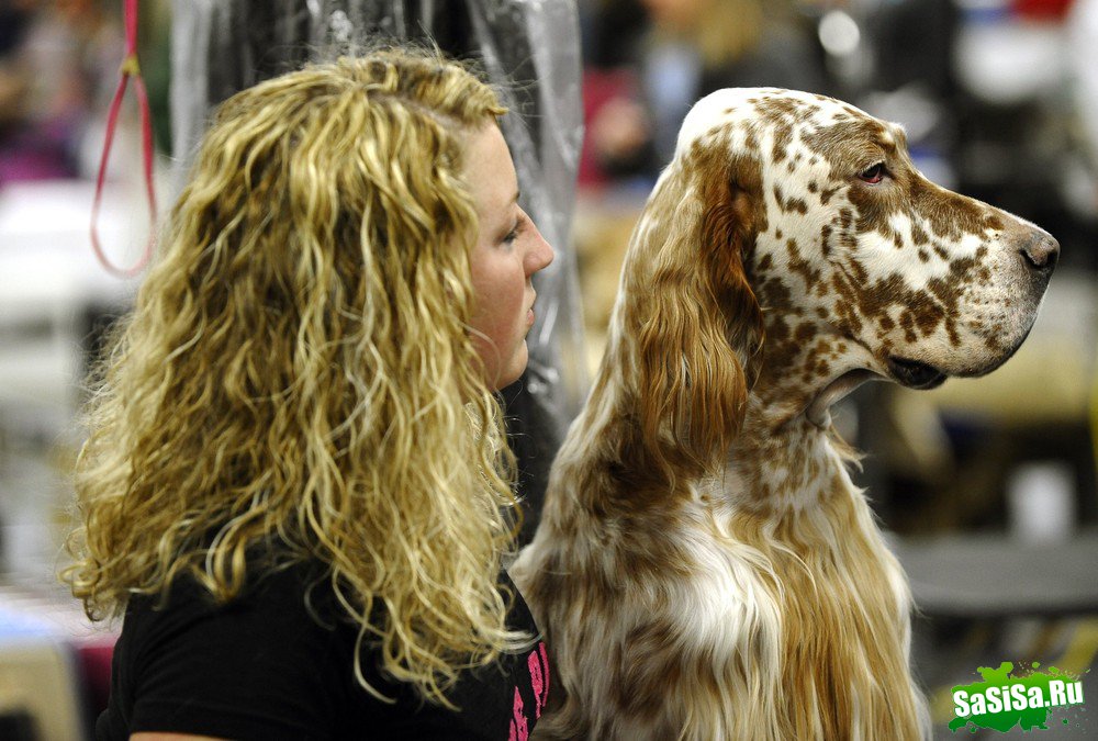 - - Westminster Kennel Club Dog Show (15 )