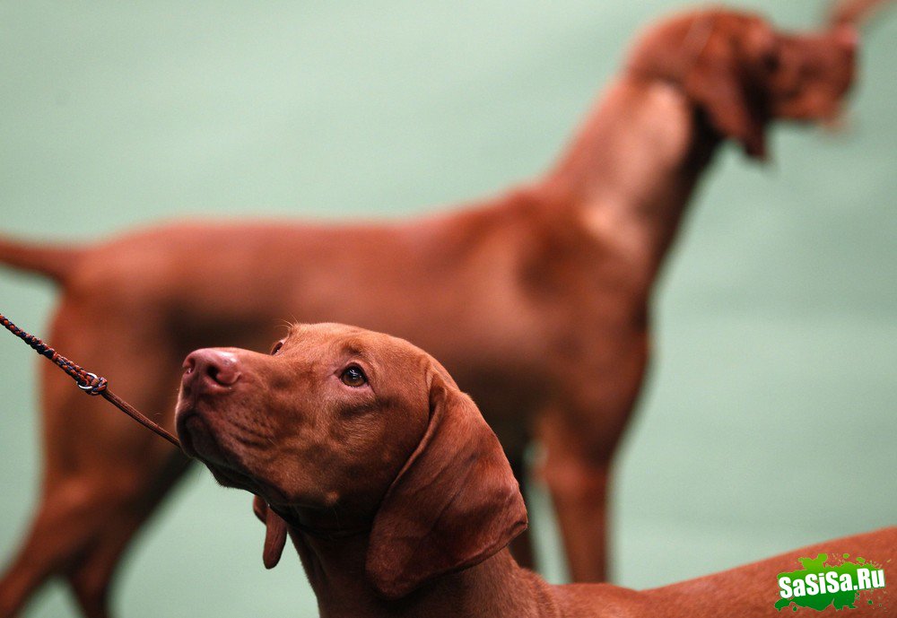 - - Westminster Kennel Club Dog Show (15 )