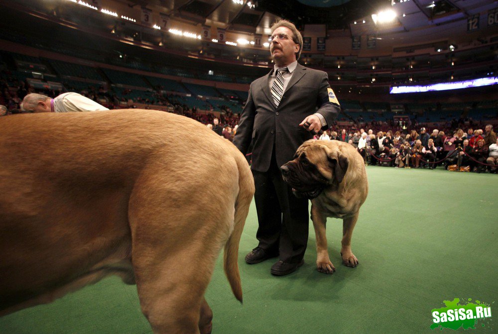 Дог-шоу - Westminster Kennel Club Dog Show (15 фото)