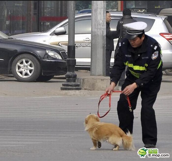 Знакомство полицейского с собакой (5 фото)