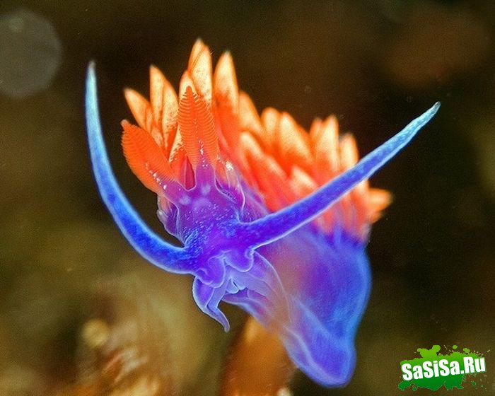 Красочный подводный мир (27 фото)