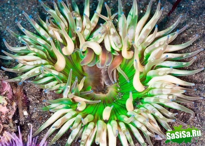 Красочный подводный мир (27 фото)